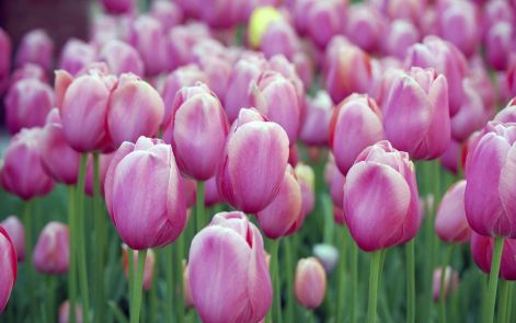 pink_tulips_1280x800.jpg